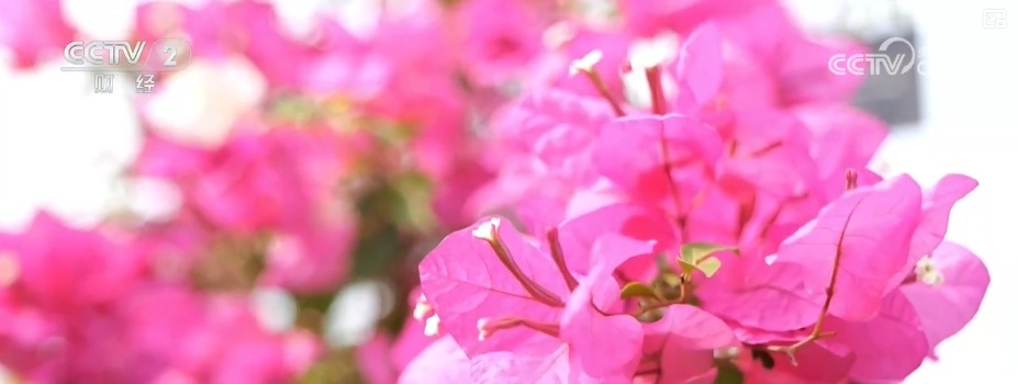 花经济“四季常开” “花卉+”创新升级激活文旅市场新动能 花经济“四季常开” “花卉+”创新升级激活文旅市场新动能