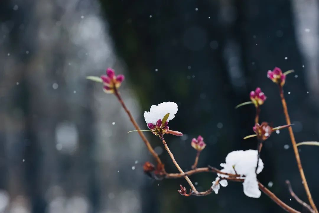 冲上热搜！长春限定版“桃花雪”刷屏