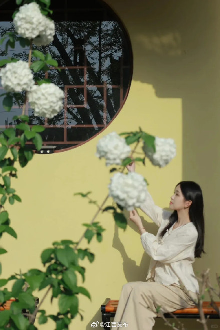 一眼沦陷!江西开满了“冰激凌花” 一眼沦陷!江西开满了“冰激凌花”