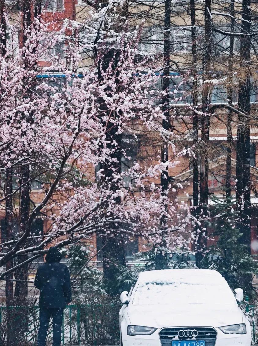 冲上热搜！长春限定版“桃花雪”刷屏