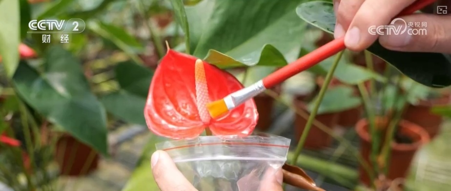 花经济“四季常开” “花卉+”创新升级激活文旅市场新动能 花经济“四季常开” “花卉+”创新升级激活文旅市场新动能