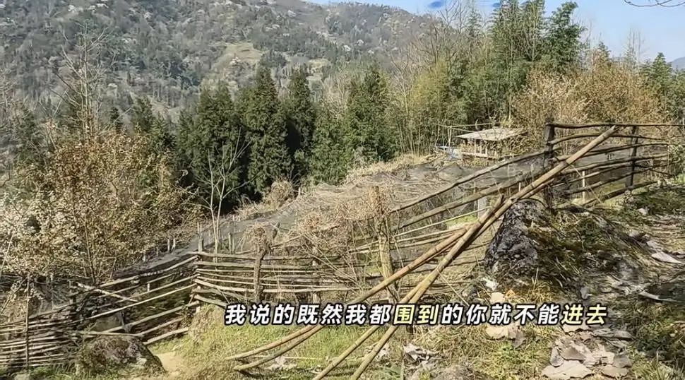 百元一斤药材被游客“打野”损毁,成都药材种植户急了…… 百元一斤药材被游客“打野”损毁,成都药材种植户急了……