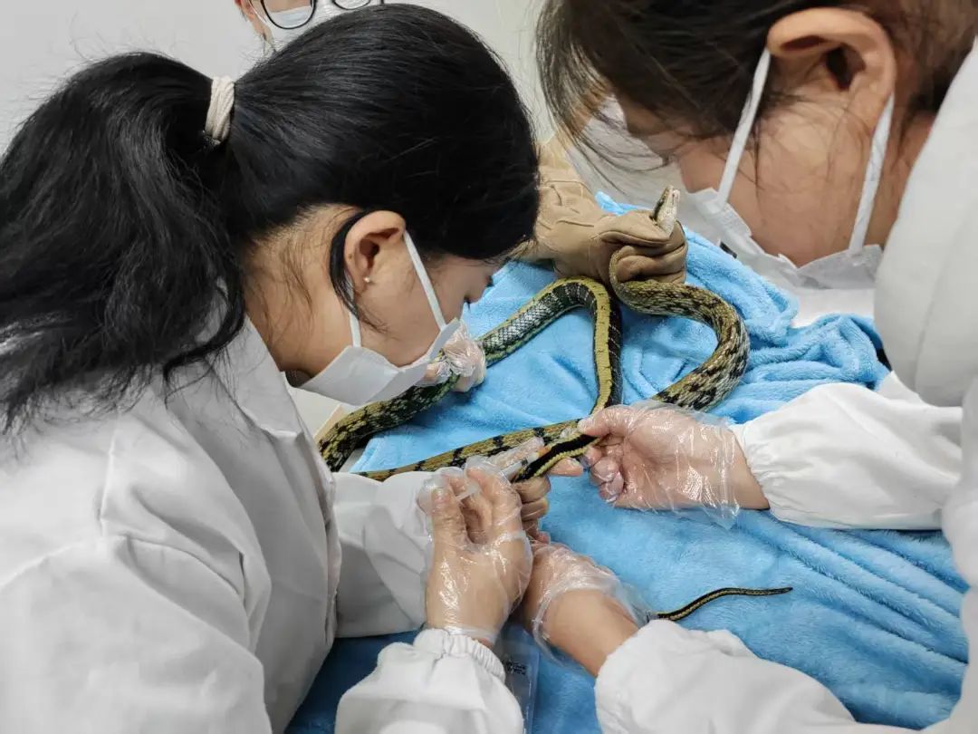 紧急提醒!贵州多地已出没!千万要小心 紧急提醒!贵州多地已出没!千万要小心