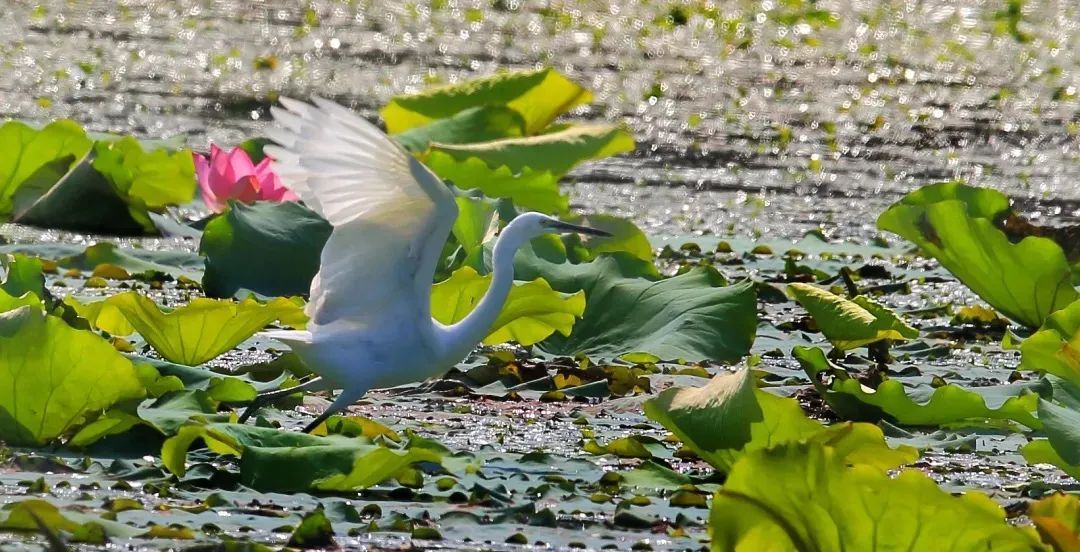 包出片!浙江这些“观鸟胜地”等你来 包出片!浙江这些“观鸟胜地”等你来