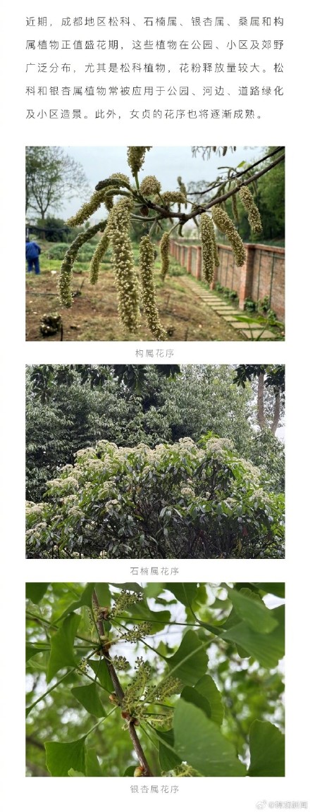 成都人小心花粉暴击 成都人小心花粉暴击