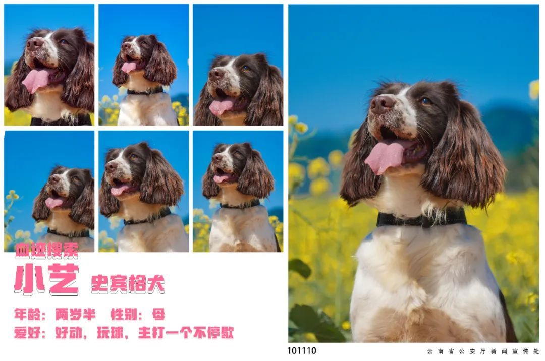 蓝天白云油菜花！被警犬的春日证件照狠狠迷到了