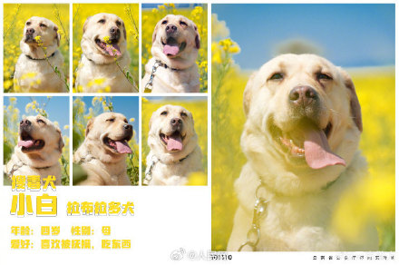 警汪集合！云南警方公布警犬春日写真证件照