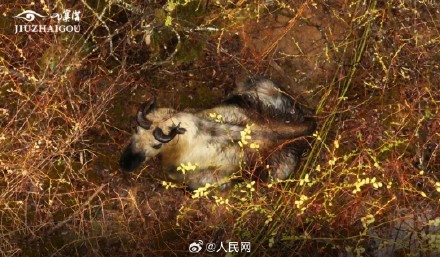 羚牛九寨沟核心景区生下宝宝 羚牛九寨沟核心景区生下宝宝