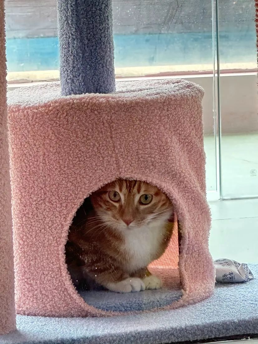 全国首家!广州白云机场宠物航站楼来了,网友:期待已久 全国首家!广州白云机场宠物航站楼来了,网友:期待已久