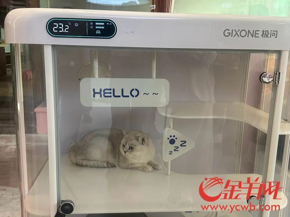 让“毛孩子”轻松飞！全国首个宠物航站楼亮相广州白云机场