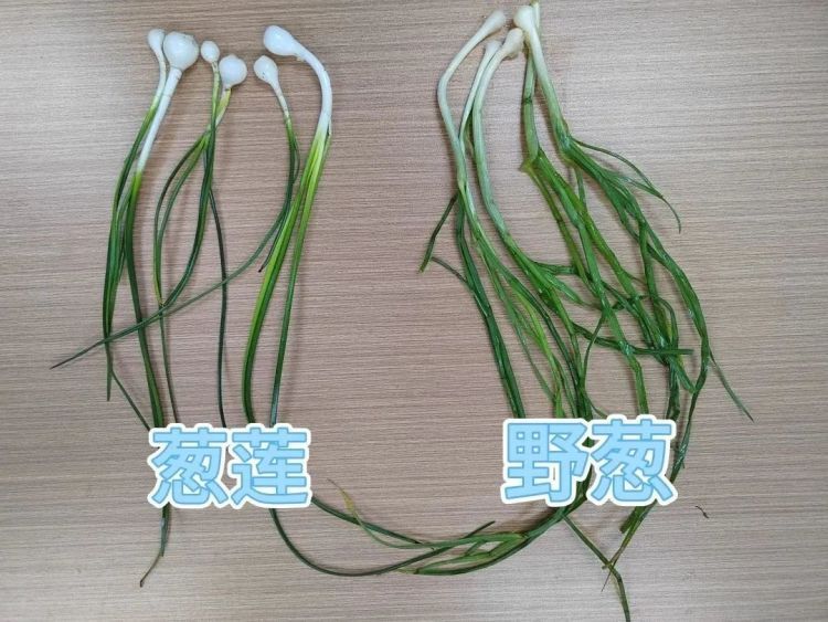 吃了一盘“香葱”炒蛋竟双双中毒!医生提醒:这不是野葱! 吃了一盘“香葱”炒蛋竟双双中毒!医生提醒:这不是野葱!