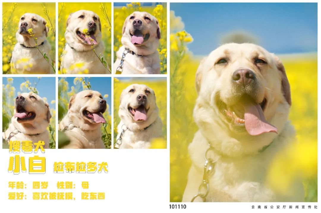 蓝天白云油菜花！被警犬的春日证件照狠狠迷到了