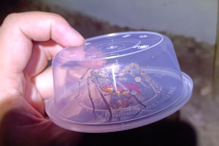 买蜘蛛杀蟑螂，“生态除虫”成生意，靠谱吗？