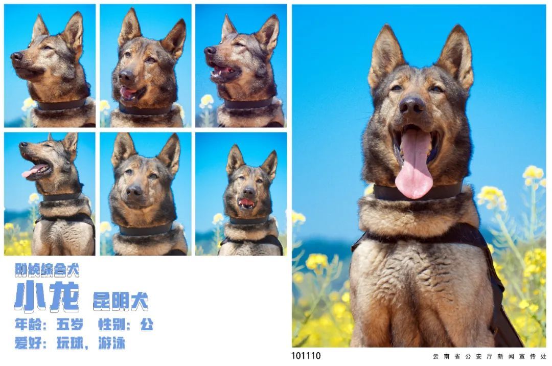 蓝天白云油菜花！被警犬的春日证件照狠狠迷到了