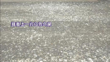 郑州“天屎之路”引争议 专家建议多包容 郑州“天屎之路”引争议 专家建议多包容