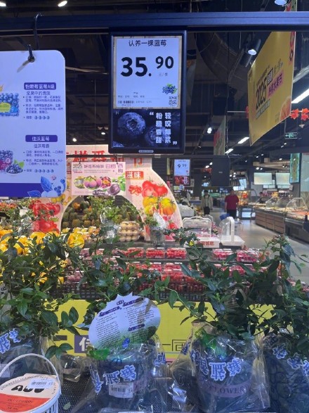 阳台新顶流来了!盆栽蓝莓怎么种,专家这么说 阳台新顶流来了!盆栽蓝莓怎么种,专家这么说