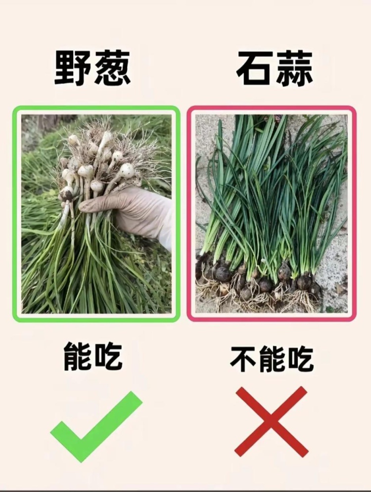 吃了一盘“香葱”炒蛋竟双双中毒!医生提醒:这不是野葱! 吃了一盘“香葱”炒蛋竟双双中毒!医生提醒:这不是野葱!