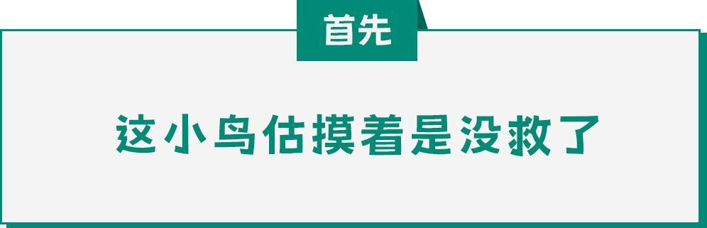 看到这种姿势的鸟千万别救!路边"诡异动物暗号"竟是索命警告 看到这种姿势的鸟千万别救!路边"诡异动物暗号"竟是索命警告
