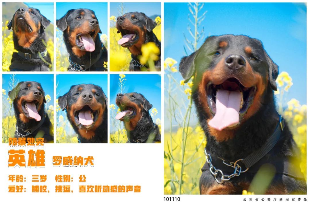 蓝天白云油菜花！被警犬的春日证件照狠狠迷到了