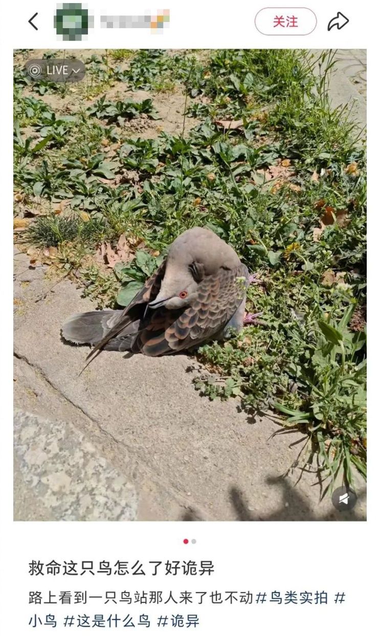 别碰!紧急提醒:路边遇到它,速速远离 别碰!紧急提醒:路边遇到它,速速远离