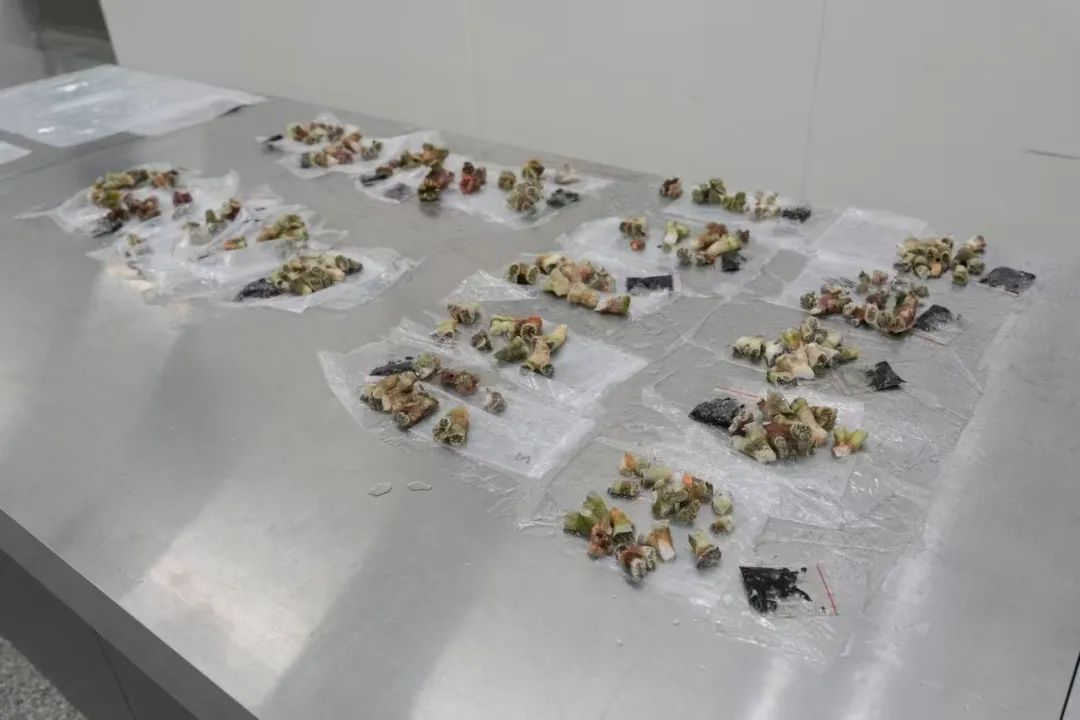 “行走的珊瑚礁”，被抓了！