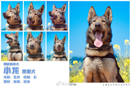警汪集合！云南警方公布警犬春日写真证件照