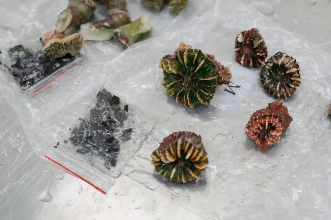 “行走的珊瑚礁”，被抓了！