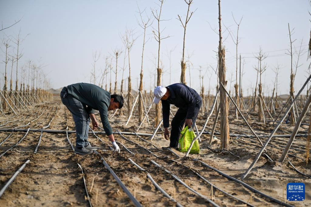 从“锁边”到“扩绿” &nbsp;新疆加快巩固塔克拉玛干沙漠锁边成果