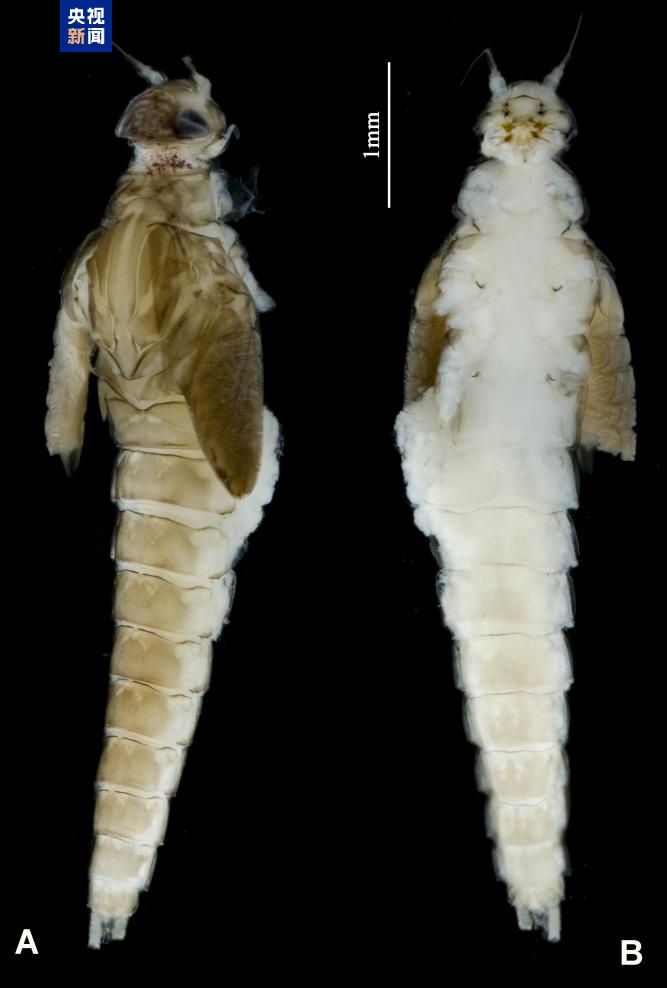 雄安新区白洋淀发现中国新记录种“五月四节蜉” 雄安新区白洋淀发现中国新记录种“五月四节蜉”