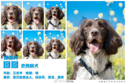 警汪集合！云南警方公布警犬春日写真证件照