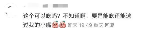 地上经常可见，竟是春日美味！重庆人几乎没吃过，网友：早知能吃，哪有机会掉地上