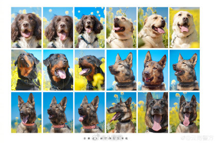 警汪集合！云南警方公布警犬春日写真证件照