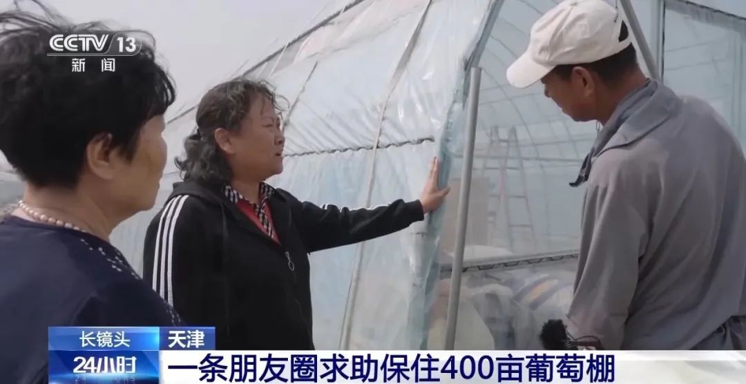 1条朋友圈，保住了400亩葡萄！