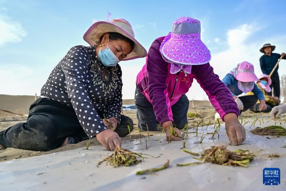 从“锁边”到“扩绿” &nbsp;新疆加快巩固塔克拉玛干沙漠锁边成果