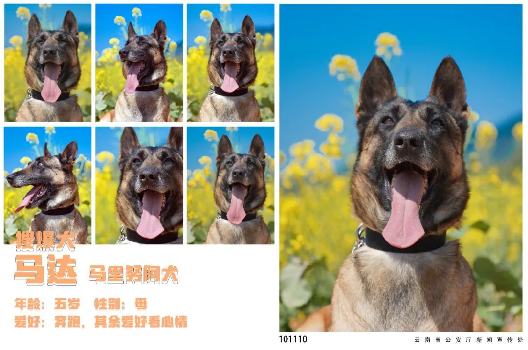 蓝天白云油菜花！被警犬的春日证件照狠狠迷到了