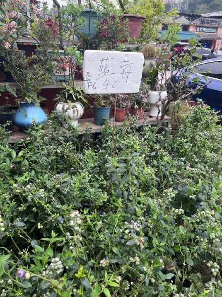 阳台新顶流来了!盆栽蓝莓怎么种,专家这么说 阳台新顶流来了!盆栽蓝莓怎么种,专家这么说