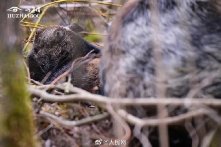 羚牛九寨沟核心景区生下宝宝 羚牛九寨沟核心景区生下宝宝