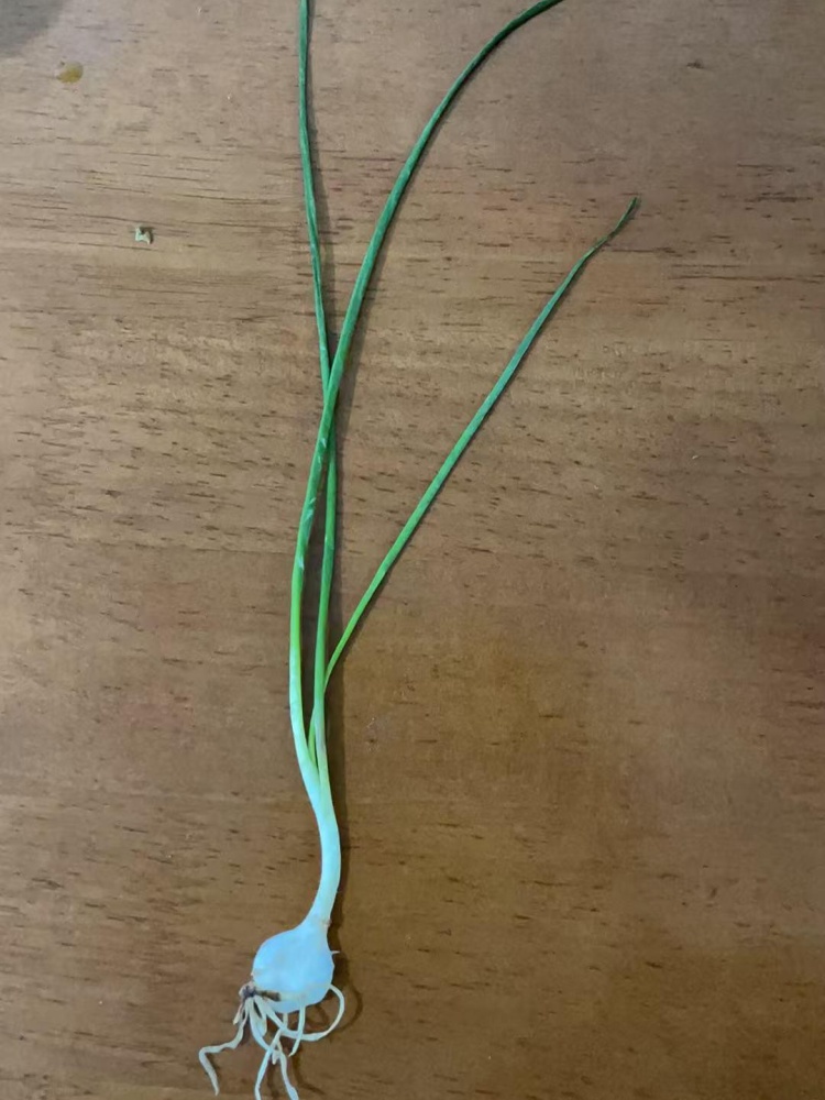 吃了一盘“香葱”炒蛋竟双双中毒!医生提醒:这不是野葱! 吃了一盘“香葱”炒蛋竟双双中毒!医生提醒:这不是野葱!