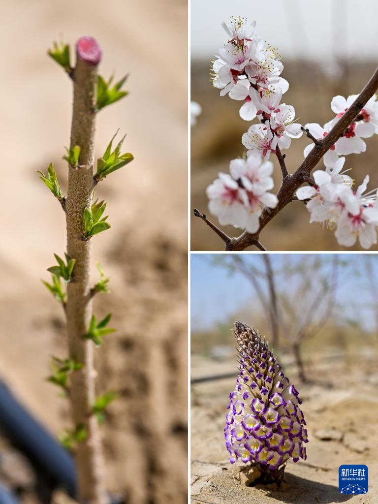 从“锁边”到“扩绿” &nbsp;新疆加快巩固塔克拉玛干沙漠锁边成果