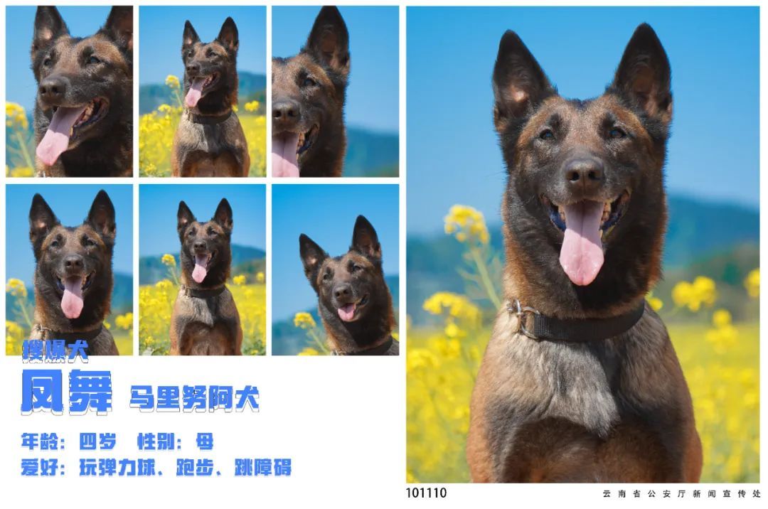 蓝天白云油菜花！被警犬的春日证件照狠狠迷到了