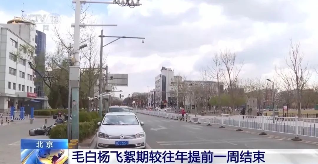 受大风天气影响，北京毛白杨飞絮期较往年提前一周结束