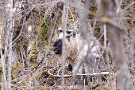 羚牛九寨沟核心景区生下宝宝 羚牛九寨沟核心景区生下宝宝