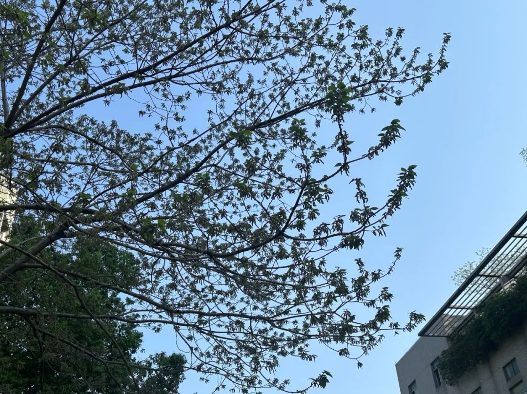 遍地都是！杭州人几乎没吃过，网上却说是道美食......