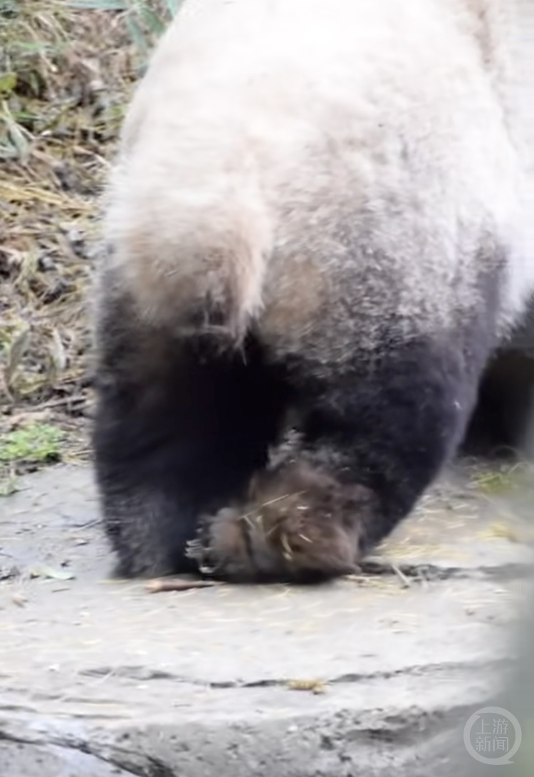南京红山动物园打针打瘸大熊猫一条腿?园方回应:确有此可能,已参照专业要求救治 南京红山动物园打针打瘸大熊猫一条腿?园方回应:确有此可能,已参照专业要求救治