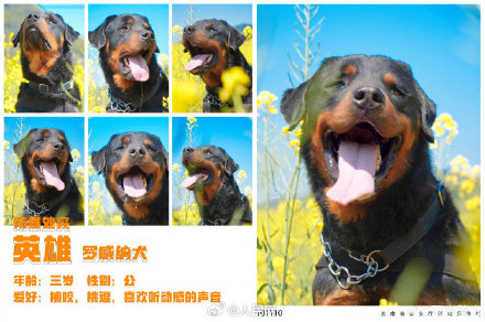 警汪集合！云南警方公布警犬春日写真证件照