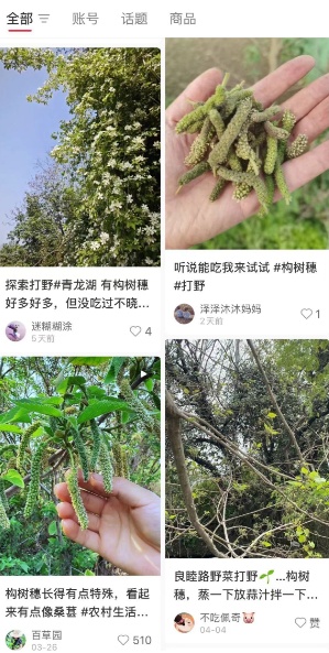 地上经常可见，竟是春日美味！重庆人几乎没吃过，网友：早知能吃，哪有机会掉地上