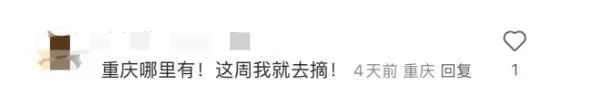 地上经常可见，竟是春日美味！重庆人几乎没吃过，网友：早知能吃，哪有机会掉地上