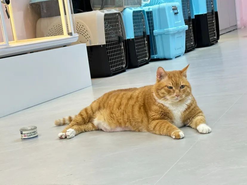 全国首家!广州白云机场宠物航站楼来了,网友:期待已久 全国首家!广州白云机场宠物航站楼来了,网友:期待已久