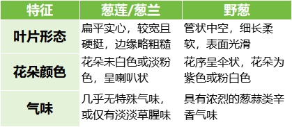 吃了一盘“香葱”炒蛋竟双双中毒!医生提醒:这不是野葱! 吃了一盘“香葱”炒蛋竟双双中毒!医生提醒:这不是野葱!