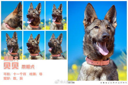 警汪集合！云南警方公布警犬春日写真证件照